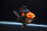 Ryukin  Red Black 4 Inch (ID#307Ry1a-104) Free2Day SHIPPING