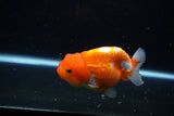 Juvenile Lionchu  Red White 3.5 Inch (ID#1115R11a-20) Free2Day SHIPPING