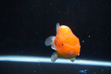 Juvenile Lionchu  Red White 3.5 Inch (ID#1115R11a-20) Free2Day SHIPPING