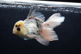Thai Oranda  Panda 6 Inch (ID#415T6c-113)