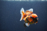 Short Body Thai Oranda  Calico 3.5 Inch (ID#1018To14b-76) Free2Day SHIPPING