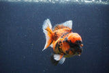 Short Body Thai Oranda  Calico 3.5 Inch (ID#1018To14b-76) Free2Day SHIPPING