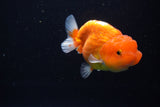 Juvenile Lionchu  Red White 3.5 Inch (ID#1115R11a-20) Free2Day SHIPPING