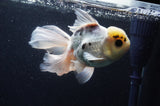 Thai Oranda  Panda 6 Inch (ID#415T6c-113)
