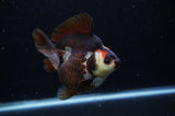 Ryukin  Tricolor 4 Inch (ID#307Ry1a-105) Free2Day SHIPPING