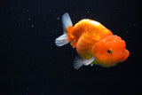 Juvenile Lionchu  Red White 3.5 Inch (ID#1115R11a-20) Free2Day SHIPPING