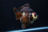 Ryukin  Tricolor 4 Inch (ID#307Ry1a-105) Free2Day SHIPPING