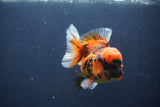 Short Body Thai Oranda  Calico 3.5 Inch (ID#1018To14b-76) Free2Day SHIPPING