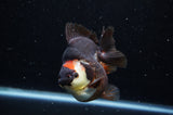 Ryukin  Tricolor 4 Inch (ID#307Ry1a-105) Free2Day SHIPPING