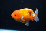 Juvenile Lionchu  Red White 3.5 Inch (ID#1115R11a-20) Free2Day SHIPPING