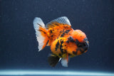 Short Body Thai Oranda  Calico 3.5 Inch (ID#1018To14b-76) Free2Day SHIPPING