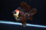 Ryukin  Tricolor 4 Inch (ID#307Ry1a-105) Free2Day SHIPPING