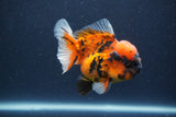 Short Body Thai Oranda  Calico 3.5 Inch (ID#1018To14b-76) Free2Day SHIPPING