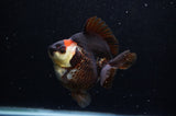 Ryukin  Tricolor 4 Inch (ID#307Ry1a-105) Free2Day SHIPPING