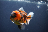 Short Body Thai Oranda  Calico 3.5 Inch (ID#1018To14b-76) Free2Day SHIPPING