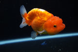 Juvenile Lionchu  Red White 3.5 Inch (ID#1115R11a-20) Free2Day SHIPPING