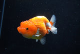 Juvenile Lionchu  Red White 3.5 Inch (ID#1115R11a-20) Free2Day SHIPPING