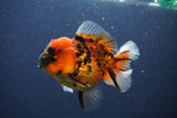 Short Body Thai Oranda  Calico 3.5 Inch (ID#1018To14b-76) Free2Day SHIPPING