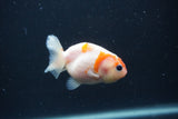 Baby Ranchu  Sakura 2.5 Inch (ID#0107R9c-23) Free2Day SHIPPING