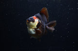 Ryukin  Tricolor 4 Inch (ID#307Ry1a-105) Free2Day SHIPPING