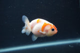 Baby Ranchu  Sakura 2.5 Inch (ID#0107R9c-23) Free2Day SHIPPING