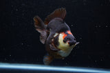 Ryukin  Tricolor 4 Inch (ID#307Ry1a-105) Free2Day SHIPPING