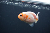 Baby Ranchu  Sakura 2.5 Inch (ID#0107R9c-23) Free2Day SHIPPING