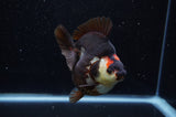 Ryukin  Tricolor 4 Inch (ID#307Ry1a-105) Free2Day SHIPPING