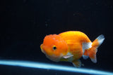 Juvenile Lionchu  Red White 4 Inch (ID#1115R11a-21) Free2Day SHIPPING