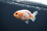 Baby Ranchu  Sakura 2.5 Inch (ID#0107R9c-23) Free2Day SHIPPING