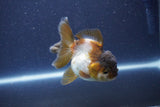 Short Body Thai Oranda  Panda 3.5 Inch (ID#1022To14b-78) Free2Day SHIPPING