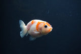 Baby Ranchu  Sakura 2.5 Inch (ID#0107R9c-23) Free2Day SHIPPING