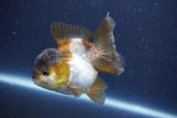 Short Body Thai Oranda  Panda 3.5 Inch (ID#1022To14b-78) Free2Day SHIPPING