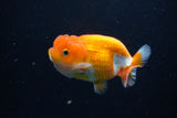 Juvenile Lionchu  Red White 4 Inch (ID#1115R11a-21) Free2Day SHIPPING