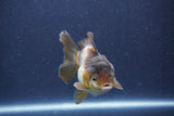 Short Body Thai Oranda  Panda 3.5 Inch (ID#1022To14b-78) Free2Day SHIPPING