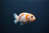 Baby Ranchu  Sakura 2.5 Inch (ID#0107R9c-23) Free2Day SHIPPING