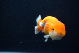 Juvenile Lionchu  Red White 4 Inch (ID#1115R11a-21) Free2Day SHIPPING