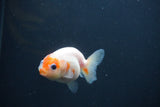 Baby Ranchu  Sakura 2.5 Inch (ID#0107R9c-23) Free2Day SHIPPING