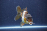 Short Body Thai Oranda  Panda 3.5 Inch (ID#1022To14b-78) Free2Day SHIPPING