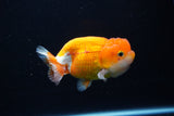 Juvenile Lionchu  Red White 4 Inch (ID#1115R11a-21) Free2Day SHIPPING