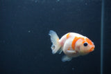 Baby Ranchu  Sakura 2.5 Inch (ID#0107R9c-23) Free2Day SHIPPING