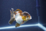 Short Body Thai Oranda  Panda 3.5 Inch (ID#1022To14b-78) Free2Day SHIPPING