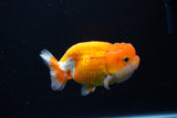 Juvenile Lionchu  Red White 4 Inch (ID#1115R11a-21) Free2Day SHIPPING