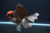 Thai Oranda  Tricolor 6 Inch (ID#415T6b-115)