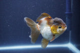 Short Body Thai Oranda  Panda 3.5 Inch (ID#1022To14b-78) Free2Day SHIPPING