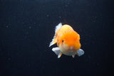 Juvenile Lionchu  Red White 4 Inch (ID#1115R11a-21) Free2Day SHIPPING