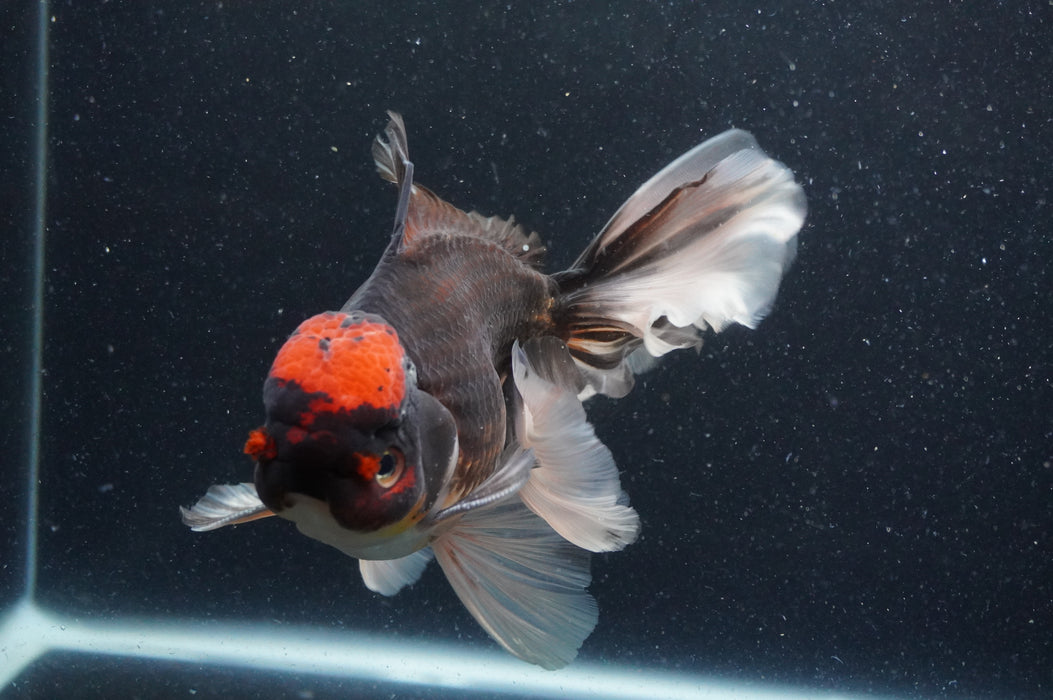 Thai Oranda  Tricolor 6 Inch (ID#415T6b-115)
