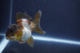 Short Body Thai Oranda  Panda 3.5 Inch (ID#1022To14b-78) Free2Day SHIPPING