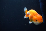 Juvenile Lionchu  Red White 4 Inch (ID#1115R11a-21) Free2Day SHIPPING