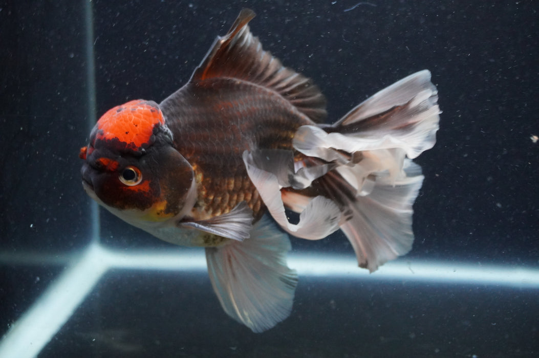 Thai Oranda  Tricolor 6 Inch (ID#415T6b-115)